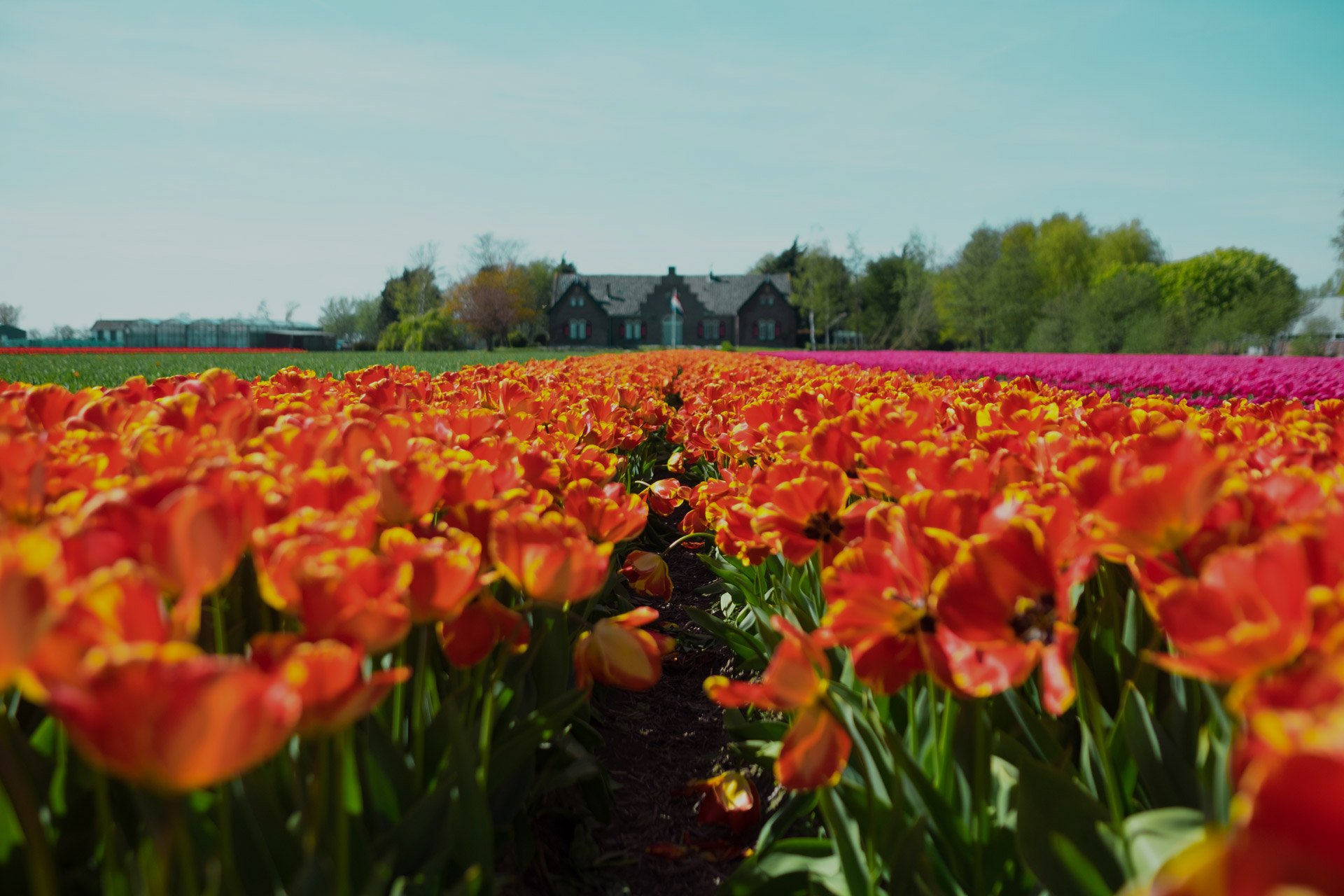 THE NETHERLANDS IN BLOOM